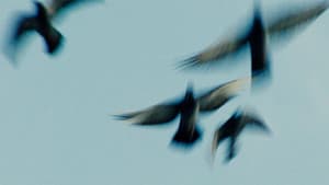 Pigeonman — foto 1