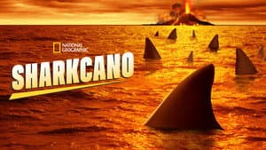 Sharkcano — foto 8