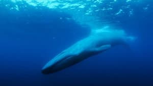 The Loneliest Whale: The Search for 52 — foto 4