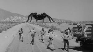 Tarántula — foto 5