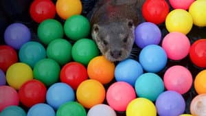 Billy & Molly: An Otter Love Story — foto 4