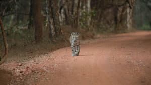 Sri Lanka: Leopard Dynasty — foto 2