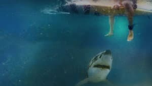Cabo Cod: La Amenaza de los Mares — foto 2