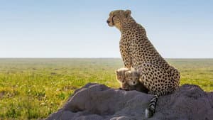 Cheetahs Up Close with Bertie Gregory — foto 3
