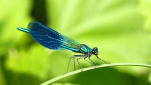 Insect World — foto 3