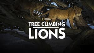 Tree Climbing Lions — foto 3