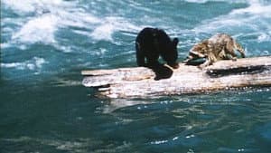Cuento de dos animalitos — foto 2