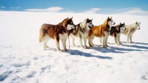 Rescate en la Antártida — foto 12