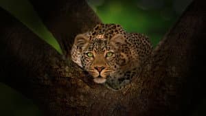 Jade Eyed Leopard — foto 2