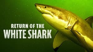 Return of the White Shark — foto 2