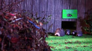 The Littlest Hoglet - Director's Cut — foto 1