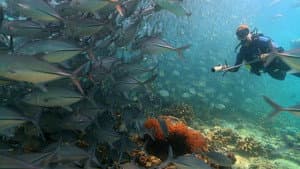 Coral Triangle — foto 1