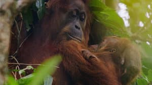 Orangután — foto 2