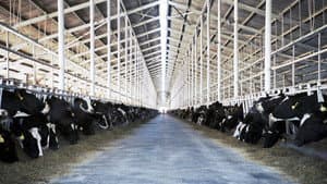 El sistema de la leche — foto 9