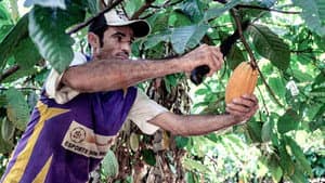Du Chocolat Pour Sauver l'Amazonie — foto 1