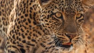 Mammals — foto 1