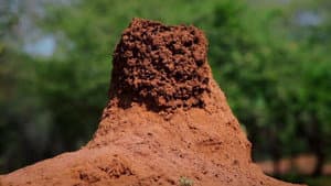 Termites: The Inner Sanctum — foto 1