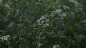 Para atrapar el viento — foto 5