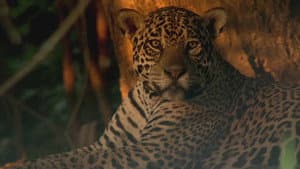 Les jaguars du Pantanal — foto 1