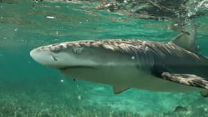 La vie secrète des requins citron — foto 1