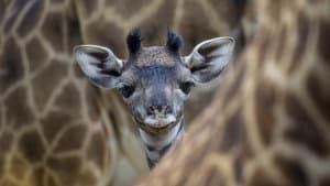 Les Dernières Girafes — foto 1