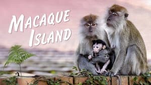 Macaque Island — foto 1