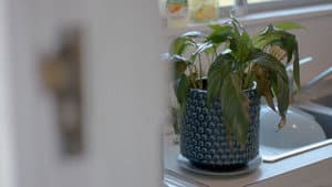 The Pot Plant — foto 1