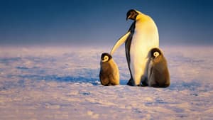 Secretos de los pingüinos — foto 6