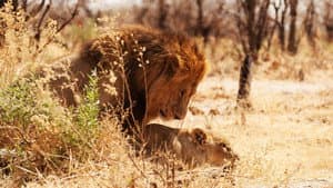 Wild Botswana — foto 9