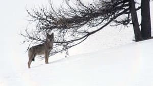 Marche avec les loups — foto 9