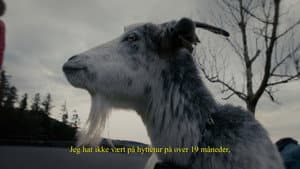 Geit prøver å si deg noe — foto 1