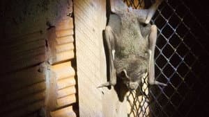Rabid — foto 2