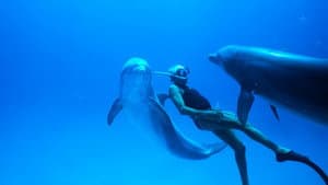 Dolphin Man — foto 2