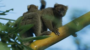 Madagascar: Africa's Galapagos — foto 2