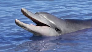Dolphins: Is Our Love Too Deep? — foto 2