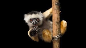 Rare: Creatures of the Photo Ark — foto 3
