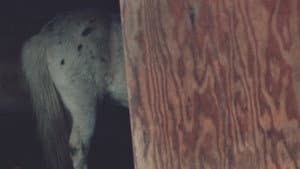 Horseflesh — foto 1