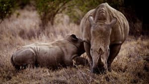 Rhino — foto 2