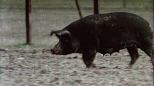 Pigs! — foto 2