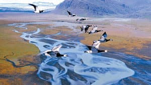 Le Peuple migrateur — foto 3