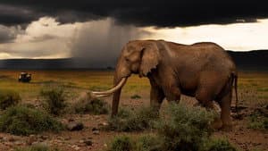Chasing the Rains — foto 1