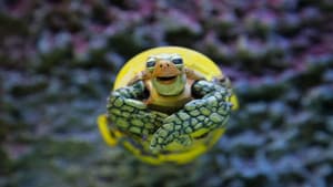La tortuga de plástico — foto 1