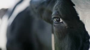 Vaca — foto 2