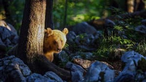 Le retour des ours — foto 1