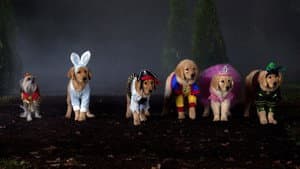 Spooky Buddies — foto 1