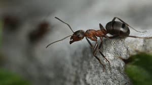 Attenborough and the Empire of the Ants — foto 5