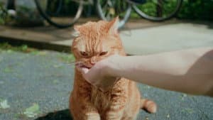 人違いから始まる恋もある — foto 1