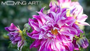 Moving Art: Flowers — foto 2