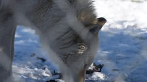 The First Canines — foto 1