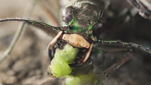 Sandcastle - The Secret Life Of Potter Wasps — foto 1